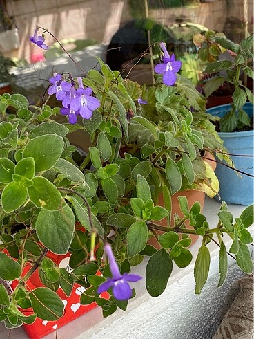 Streptocarpus