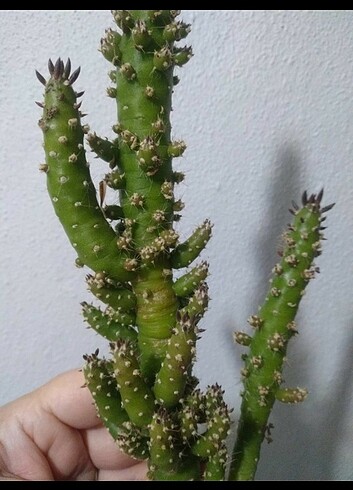 Diğer Diğer bitgi KAKTÜS ????