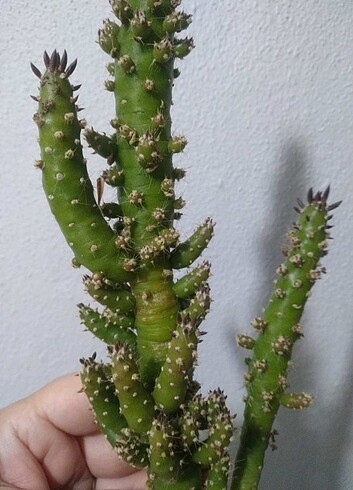 Beden Diğer bitgi KAKTÜS ????