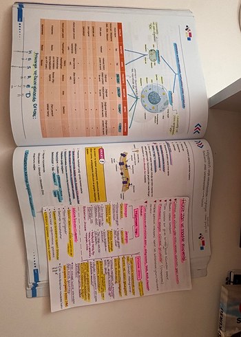 Beden Renk Apotemi Tyt Fen konu özeti