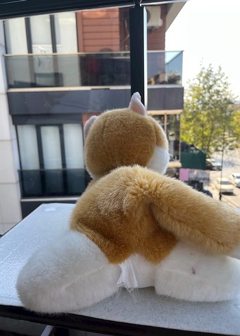 Beden Renk Kedi ve Köpek Peluş Oyuncak