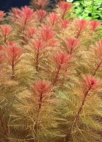 Tuberculatum akvaryum bitkisi