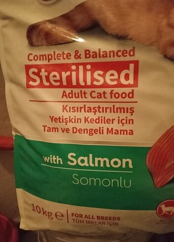  Kedi maması 