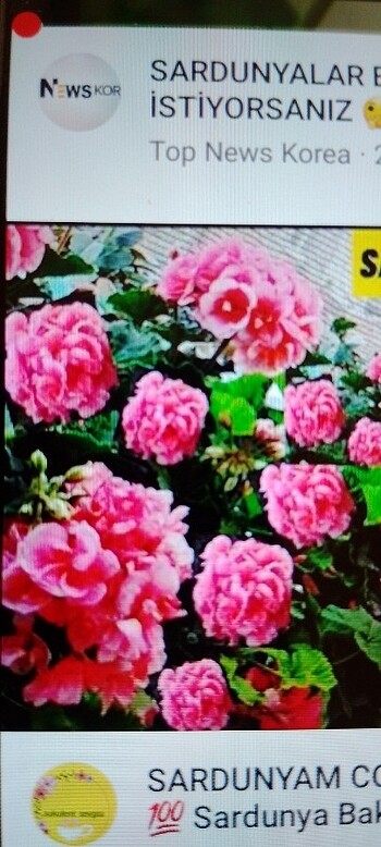 Beden PEMBE KATMERLİ SARDUNYA SNAC SAĞLIKLI KYÖKLÜ
