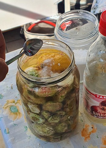  Beden Renk devedikeni turşusu