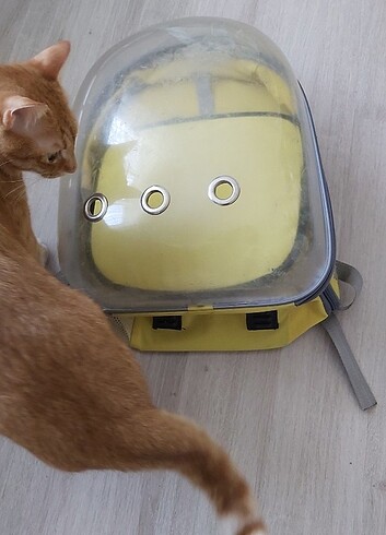 Kedi taşıma kapsül çanta