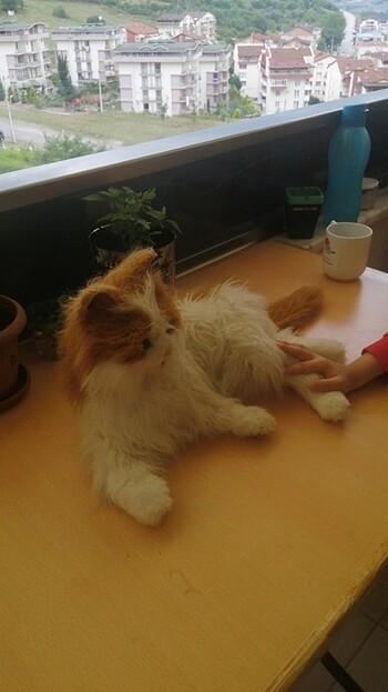  Beden Renk Sese duyarlı hareketli kedi