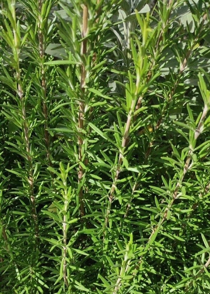 Biberiye yeşil ve taze 20 dal - Görsel 3