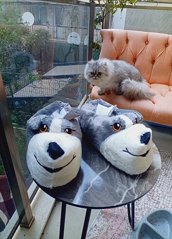 Köpek panduf 