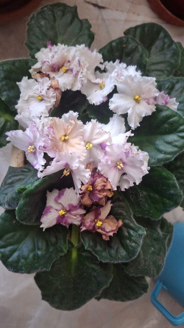 Beyaz ve Mor Renkli Menekşe Çiçeği - Görsel 2