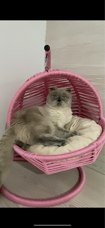 Kedi salıncağı yatağı
