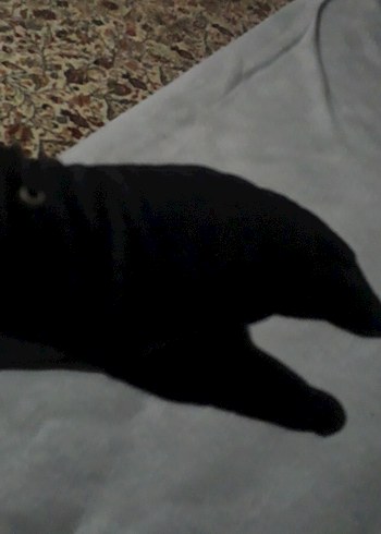 Siyah Gotik Kadın Eldivenleri - Görsel 4