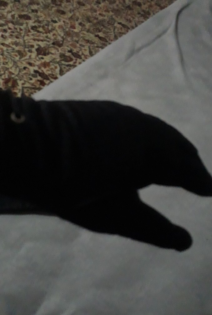 Siyah Gotik Kadın Eldivenleri - Görsel 4