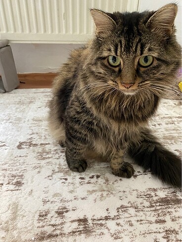 Sahibinden temiz kedi oyuncak