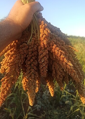 Kızıl Daldarı 1 kg