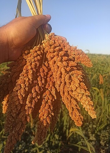 Beden Renk Kızıl Daldarı 1 kg