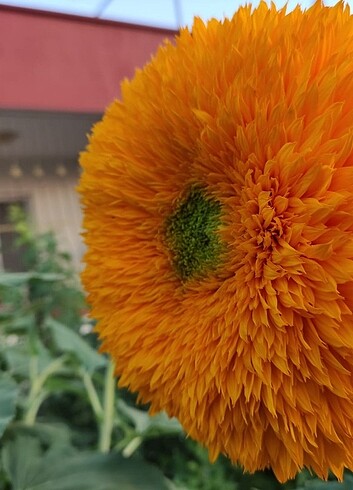 Çiçek Ponpon ayçiçeği 