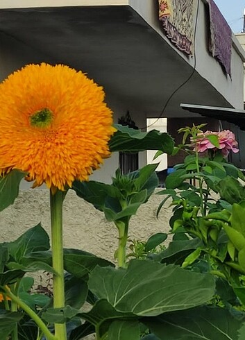  Beden sarı Renk Çiçek tohumu 