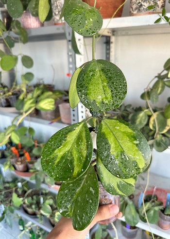 Hoya Obovata Veriagated