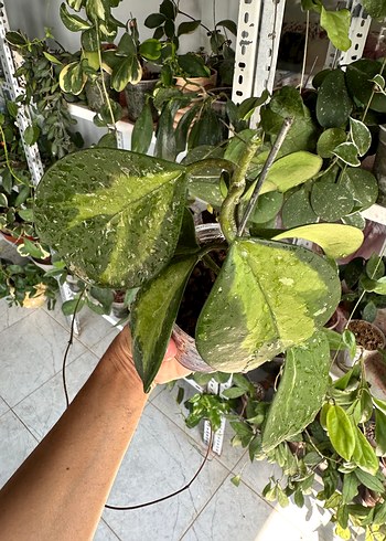 Beden Hoya Obovata Veriagated