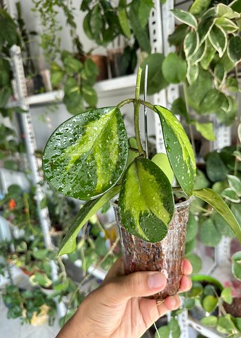 Hoya Obovata Veriagated