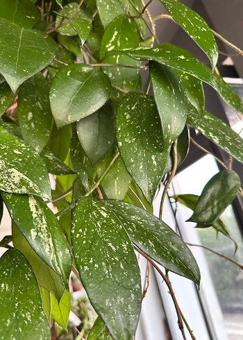 Beden Hoya Pubicalyx