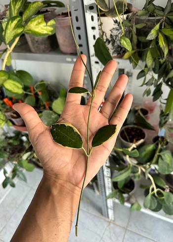 Çiçek Hoya Australis Blondie