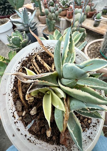 Agave Kissho Kan - Butterfly