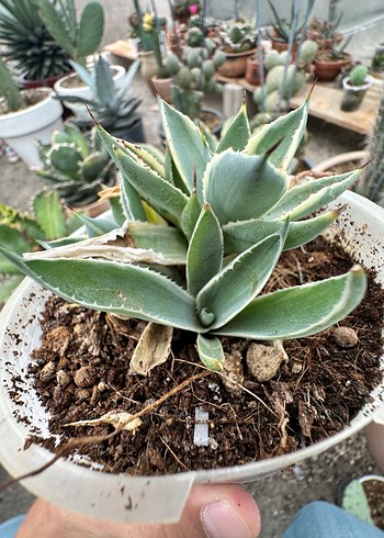 Beden Agave Kissho Kan - Butterfly