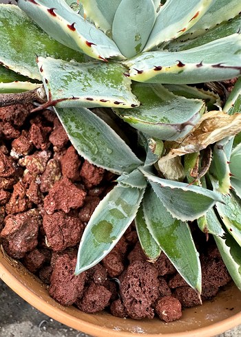 Beden Agave Kissho Kan - Butterfly