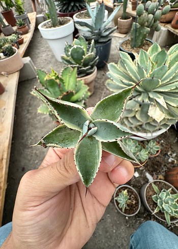 Agave Kissho Kan - Butterfly