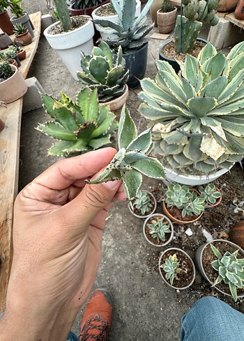 Çiçek Agave Kissho Kan - Butterfly
