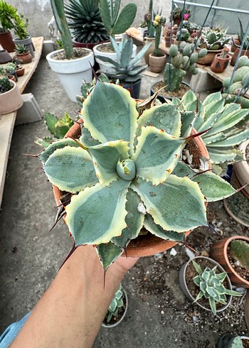 Çiçek Agave Kissho Kan - Butterfly