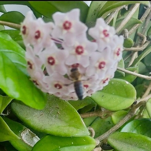 Mum cıcegı