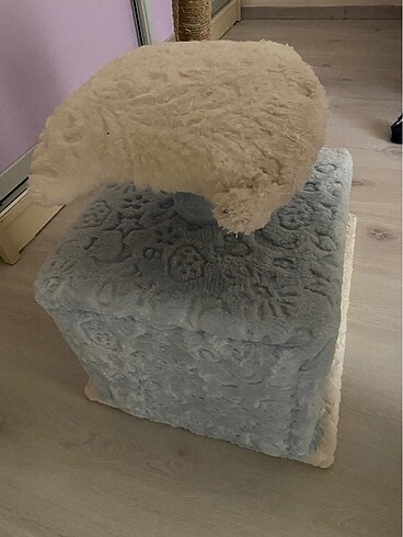 Kedi evi - Görsel 3