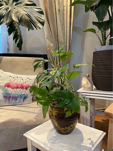 MONSTERA MİNİMA