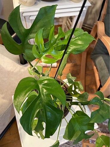  Beden MONSTERA MİNİMA