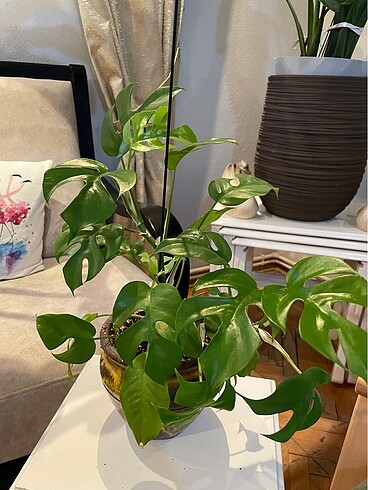  Beden yeşil Renk MONSTERA MİNİMA