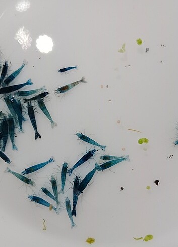 Mavi karides 0.5 cm 1 cm boyunda 10 adet 