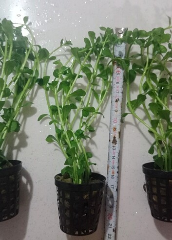  3 saksı bacoba bitkisi 