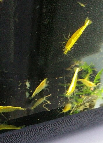 Sarı Ateş neon 1 cm boyunda 10 adet 