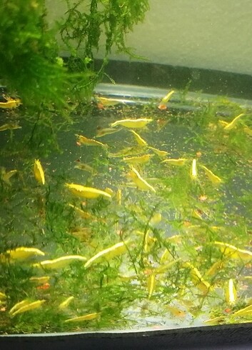 Sarı Ateş neon 1 cm boyunda 10 adet