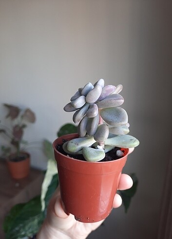 Diğer Graptopetalum ellen