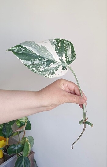 Diğer Monstera albo variegata