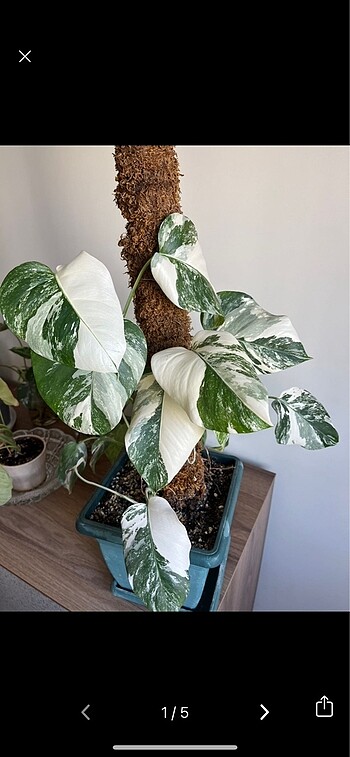 Monstera albo variegata