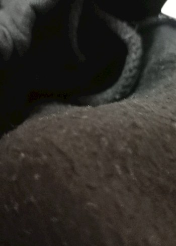 Siyah  Regular Fit Sweatpants - Görsel 4