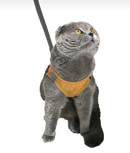 Kedi Göğüs Tasması M Beden