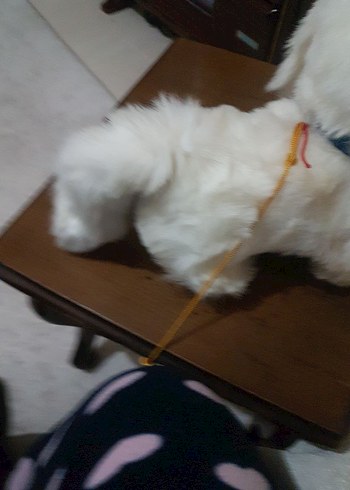 Beyaz Peluş Oyuncak Köpek - Görsel 4