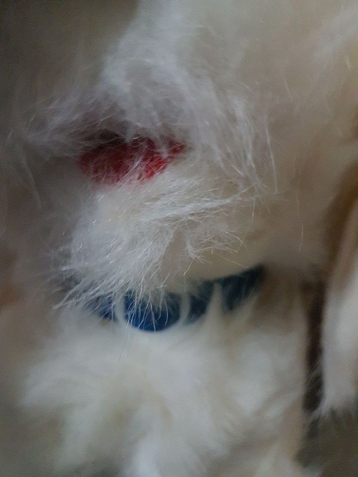 Beyaz Peluş Oyuncak Köpek - Görsel 3