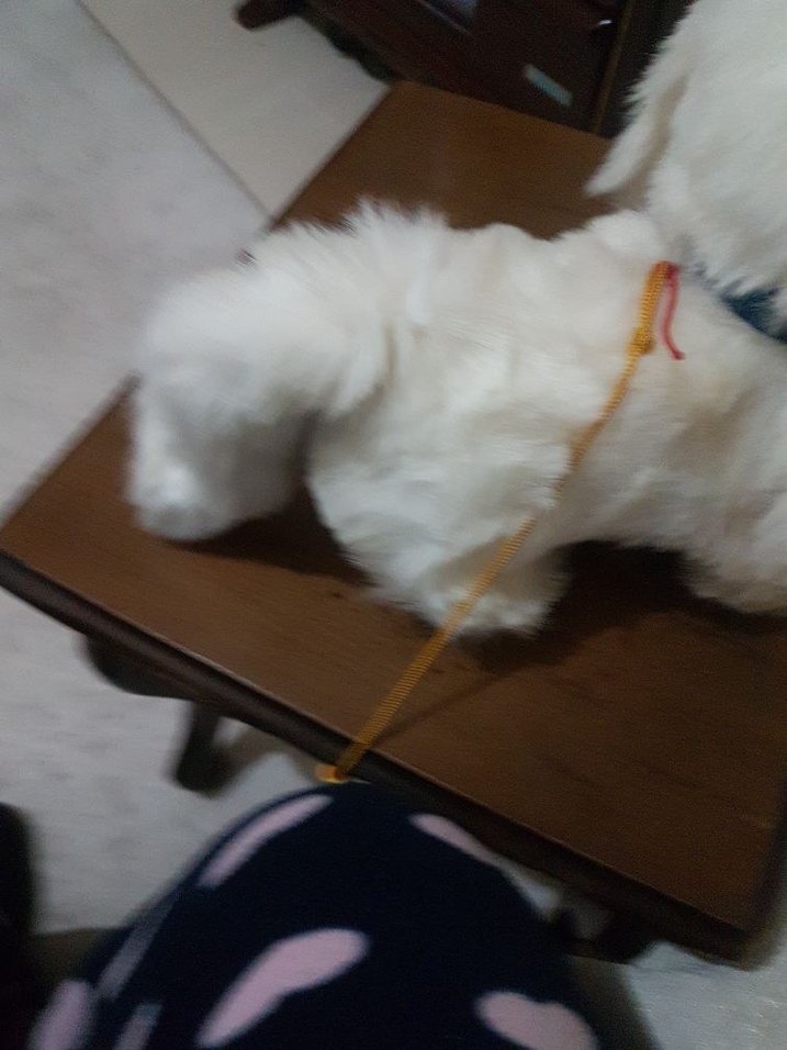 Beyaz Peluş Oyuncak Köpek - Görsel 4